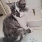 قطط للبيع