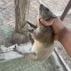 وبران برية للبيع الموقع بيشة