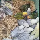 فروخ روز متنوعه ومميزة وجميلة