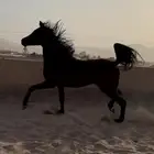 حصان شعبي الارتفاع 160