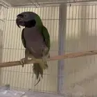 محمية الطيور المغردة