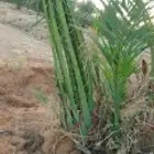 فسايل نخيل مثمرة جميع الانواع والكميات