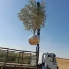 زيتون معمر نخل واشنطونيا وجميع انواع الاشجار