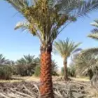 نخل مثمر للبيع