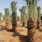 يوجد لدينا نخل جميع انواع والمقاسات نخل القصيم