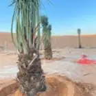 نخيل عربي نخيل واشنطني نخيل مثمر نخيل زينة