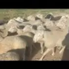 راعي غنم سوداني جاهز موجود في السودان