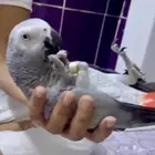 كاسكو هدد ومتكلم