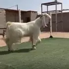 تيس مشروك مصري