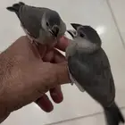 جاوا تربيه قريب الفطام تم البيع