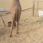 حشو لباني