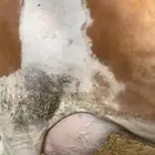 بقرة سمنتال