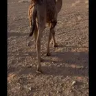 قعود طيب علي حليب امه وشعير بس عمره 5 شهور
