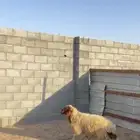 خروف جذع خرفان دعم غنم نعيمي تميمه تمايم
