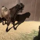 تيس شامي للبيع سديس