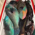 سمك صيد اليوم طازه