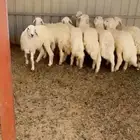 خرفان حريات