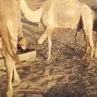 7نياق فيهن 2حمر. والباقي مهجنات وفيهن 3متالي عليهن سوم 5200ج