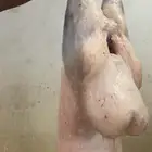 ذبائح خرفان ورخال