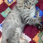 للبيع قطط كتن