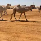 شقحا رمانيه فردي