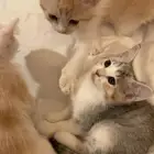 كتن شيرازي هجين برتش للبيع مو للتبني