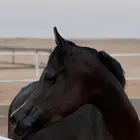 فرس واهو ( دهماء ) بنت بدر المعود