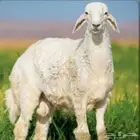 طليان وتيوس يوجد دفع تابي وتمارا