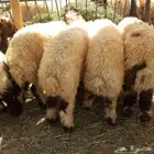 ذبايح نعيمي الدمام الخبر الظهران العزيزيه