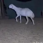 رخل حريه فاخره صنف الصنف