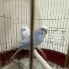 زوج بادجي
