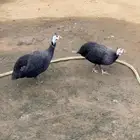 حجل