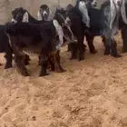 6 جفرات عوارض وتيس معرفات