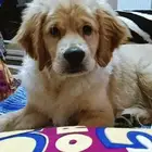 جولدن ريتريفر golden retriever