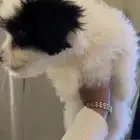 كلاب شيدزو للبيع