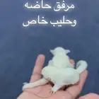فرخ السنجاب الطائر .. رضيع