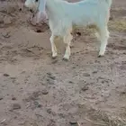 تيس ابيض مطوور