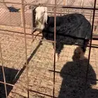 طلي نجدي جذع 8 شهور