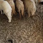 خرفان ورخال