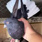 جوز قطايف معه فرخ