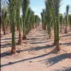 يوجد لدينا نخل عربي واشنطني خلاص ملوكي روثانا برحي سكري نبوت