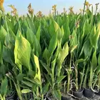 شتلات متنوعه بأرخص الاسعار وأجود المواصفات 5 حتى 24 ريال