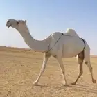 العشرا الوضحا الضروبه الكفو