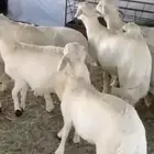 بهم مناسبات