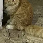 شيرازي للبيع