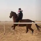 حصان
