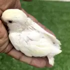 فرخ روز ويقبل الغر