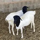 برابر طيبه بضرماء