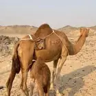 خلفه مصغر تحتها بكره