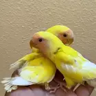 فروخ روز غر ابها
